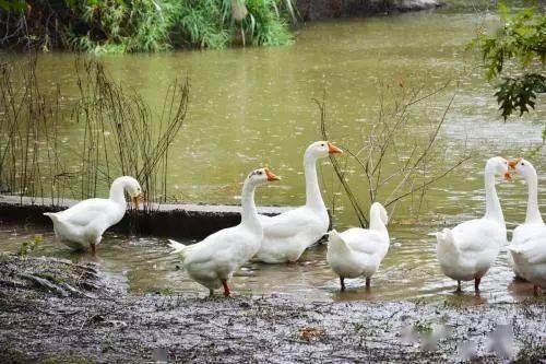 八鹅吃瓜菌会火不空娱乐
