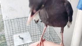 娱乐吃瓜小八哥是谁啊