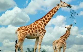 娱乐吃瓜君长颈鹿